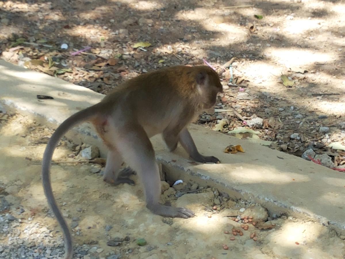 Khao Sok Jungle Huts Resort Khao Sok National Park Εξωτερικό φωτογραφία